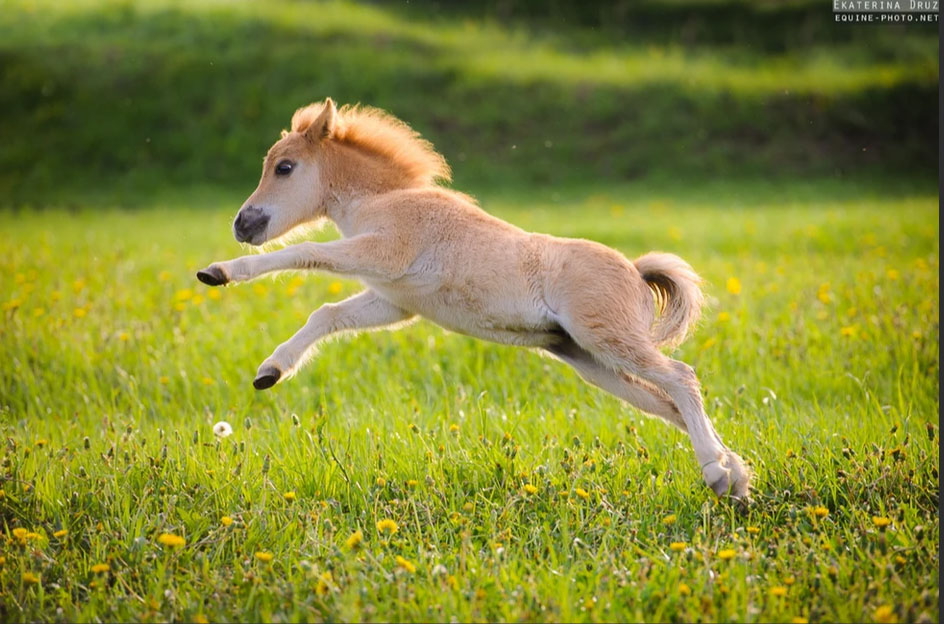 Ekaterina Druz - Equine Photography - Miniature horse foal explores the big world around him